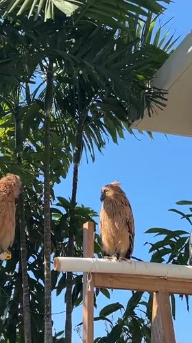 Owls on wooden perches outside a Kuta Selatan building