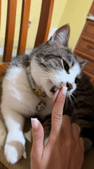 Evening bedtime routines with cats and child in Burgas