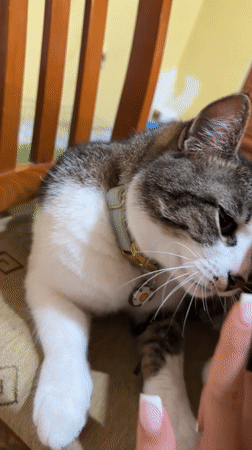 Evening bedtime routines with cats and child in Burgas