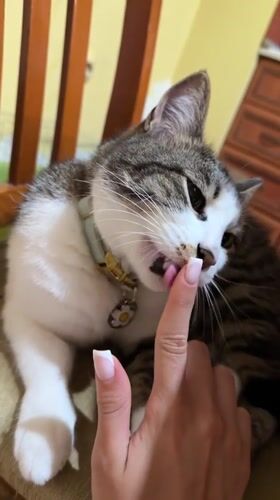 Evening bedtime routines with cats and child in Burgas