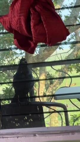 Through a closed window with a dark-screen, a black bird sits perched on a dark metal chair. A draped red cloth hangs above the bird. Beyond the screen, leafy trees fill the background, with a field visible further back. The bird turns its head upward. A sound resembling a squeak comes from the bird.