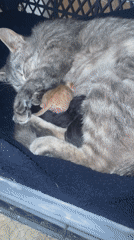 Quiet moments: Cat family and sleeping child spotted in Budva