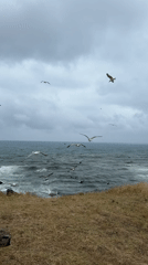 Overcast Black Sea coastline at Sinemorets, seagulls in the wind