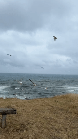 Overcast Black Sea coastline at Sinemorets, seagulls in the wind