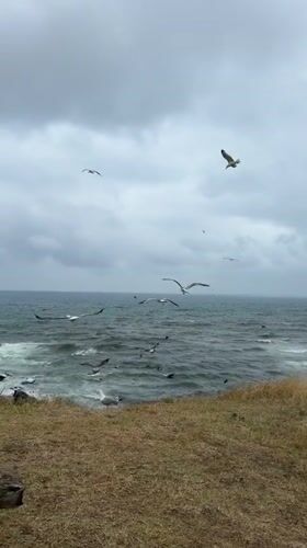 Overcast Black Sea coastline at Sinemorets, seagulls in the wind