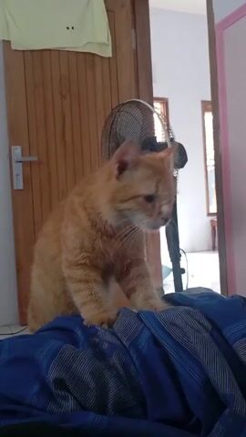 Here is a description of the video:

The video shows a light orange tabby cat perched atop a blue patterned cloth. The cat is seated with its front paws on the cloth and its body oriented to the side. Behind the cat, a white fan is positioned, while a wooden door stands on the left. An open doorway is visible on the right, leading to another room within the house. The cat is seen in a static position throughout the video.