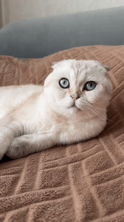 Morning scenes in Krasnodar: cat, construction equipment, street activity