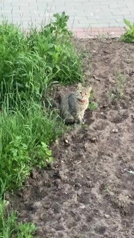 A tabby cat with a red collar sits in a patch of dirt surrounded by green grass. The cat faces to the right, its head slightly turned towards the camera. The background shows a paved walkway.