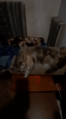 Cats, dogs, and quiet streets in Mykolaiv on a summer evening