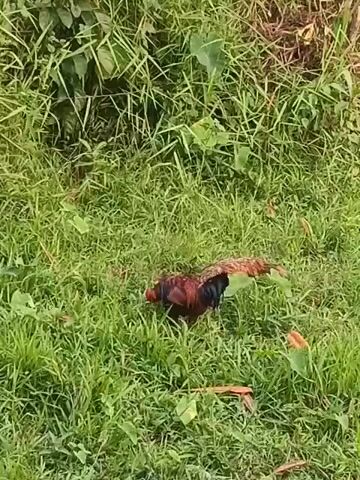 A rooster is pecking in the grass. It is in a grassy area with some green leaves and plants. The rooster is dark brown with some black and red feathers. It is walking around and looking for food.