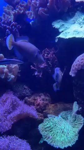 The scene is an underwater aquarium. A large, dusky-purple fish with a yellow tail swims across the frame, with a slender blue and black striped fish swimming parallel to it. Below the large fish, another smaller fish, striped vertically in black and white, swims toward it. The fish are surrounded by coral in shades of pink, purple, and green. The water is a deep blue, and the scene is illuminated by artificial lighting.