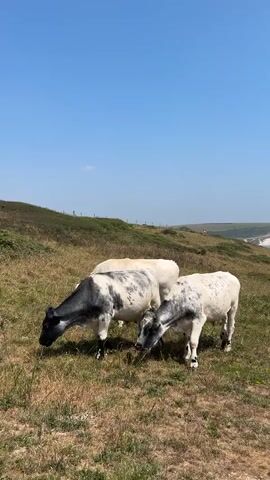 A vertical, eye-level shot captures three cows grazing in a grassy field under a clear blue sky. Two of the cows are speckled black and white, with the third appearing mostly white. The cows are positioned in the foreground, with a rolling green hill forming the middle ground and a distant view of a coastline and the ocean in the background. The lighting suggests a sunny day.