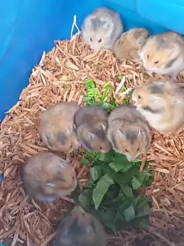 The video shows a group of hamsters in a blue bin filled with wood shavings and some chopped green vegetables. The hamsters, varying in color from light brown to grey and white, are clustered together. Some are eating the vegetables, while others are resting or grooming themselves. The lighting is bright, suggesting it's daytime or under artificial light. The camera is positioned overhead, looking down into the bin.