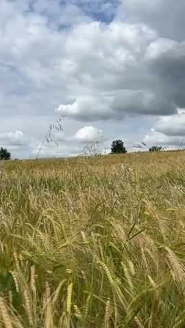 The video shows a close-up view of a wheat field with a cloudy sky in the background. The wheat stalks are golden and green and are blowing gently in the wind. There are a few trees visible in the distance on top of a hill. The camera is focused on the wheat field, giving a sense of the vastness of the landscape.