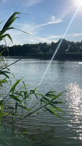 This is a vertical, medium shot of a body of water with reeds in the foreground. The sun is shining brightly, creating a glare on the water. The sky is blue with some scattered clouds. There is a line of trees in the distance. The reeds are green and appear to be growing in or near the water. The water is calm with small ripples. The overall scene is peaceful and natural.