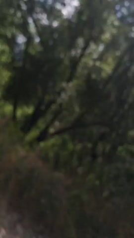 This is a blurry, low-resolution video showing a natural outdoor environment. The scene appears to be a pathway or roadside with foliage and trees. The sunlight is bright, creating some glare and overexposure. The camera is moving, suggesting it is being held by someone walking or in a vehicle. The greenery dominates the frame, with hints of sky visible through the trees. No people or specific objects are clearly discernible due to the blurriness.