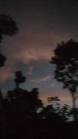 The video shows a silhouetted view of trees against a twilight sky. The sky has wispy clouds tinged with pink and orange hues, suggesting either sunrise or sunset. In the first frame, a bright celestial body, likely the moon or a planet, is visible in the upper left portion of the sky. The overall mood is serene and atmospheric.