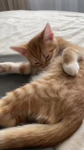 A ginger kitten with white paws is lying on its side on a beige, textured surface, possibly a bed. The kitten is cleaning its belly. Its eyes are partially closed. The kitten's tail is visible, curled around its body.