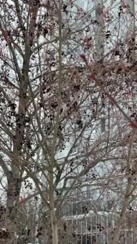 The video shows a tree with bare branches, many small black berries, and some red catkins hanging from the branches. The sky is overcast, and a building can be seen in the background through the branches. The camera pans up slightly, keeping the tree in focus.