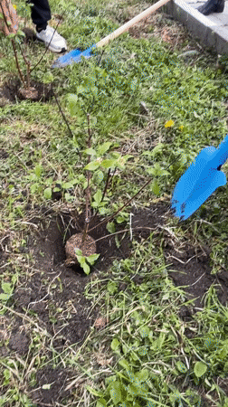 Community planting event held in Karnobat, Bulgaria