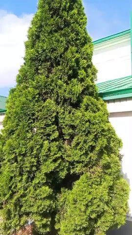 This video showcases an outdoor scene featuring a lush green evergreen tree in the foreground. The tree is tall and dense, with its foliage forming a full, conical shape. Behind the tree, a white building with a green roof is visible. The building appears to be a structure with architectural details, including a window framed by blue trim. A green pipe or downspout extends vertically from the roof. The sunlight casts strong shadows, suggesting it is daytime, likely mid-morning or afternoon. The weather appears clear, indicated by the bright sky in the background. The overall setting suggests a residential or perhaps institutional area, possibly in a suburban or rural environment, given the presence of the tree and the style of the building. There is no visible text in the video. The activity taking place is simply the recording of this static scene, with no discernible human presence or action.