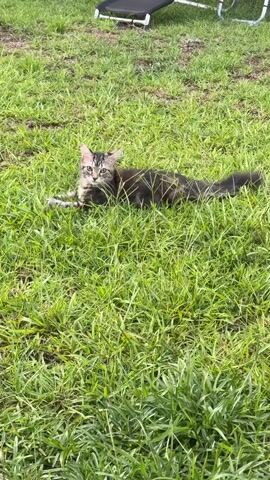 A long-haired tabby cat rolls around on a patch of green grass. In the background, a black pet bed and a white metal object are visible. The cat starts on its side, then rolls onto its back and kicks its legs in the air, before returning to its side.