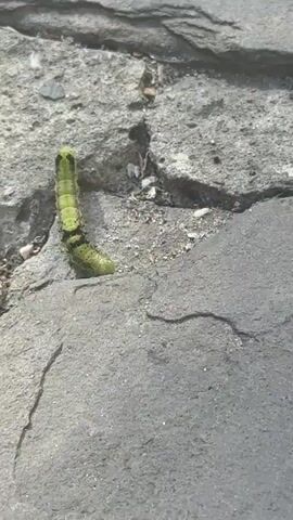 The video shows a green caterpillar with black markings crawling on a grey stone surface with cracks. The caterpillar moves in a rhythmic, arching motion. The background consists of similar grey stone material.