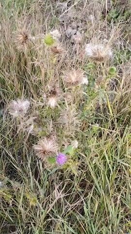 The video captures a close-up view of a plant with purple flowers and thorny stems amidst dry grass. The camera is positioned slightly above and looking down at the plant, with the focus remaining steady throughout. The surrounding environment appears to be a natural outdoor setting with vegetation. The lighting suggests it is daytime.