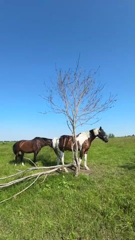 Two horses are in a grassy field under a clear blue sky. One horse is brown and stands to the left, facing towards the right. The second horse is piebald with brown, white, and black markings and stands to the right, facing left, behind a barren tree. The piebald horse has its head down, appearing to interact with the brown horse. There is a fallen branch on the ground in front of the horses and tree.