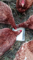 Backyard chickens, garden produce, and rubber boots in Верея
