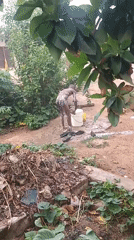 Morning outdoor bathing and cleaning activities recorded in Bukuru