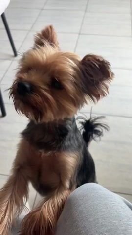 A small, fluffy Yorkshire Terrier dog is looking up at the camera and wagging its tail. The dog is standing on its hind legs, with its front paws resting on a person's leg. The person's hand is visible, petting the dog. The background appears to be an indoor tiled floor and furniture legs. The video is short, with quick cuts between different angles of the dog.