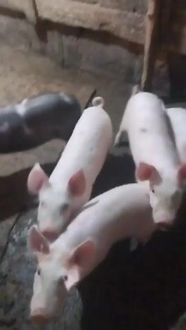 A video shows a group of pigs in an enclosure. The pigs are of various colors, including black and white, and pink. Some of the pigs are looking directly at the camera, while others are turned away. The enclosure appears to be made of wood and dirt. The lighting is dim.