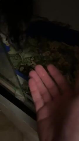 The media file shows a close-up of a person's hand reaching towards a chinchilla in its enclosure. The chinchilla is mostly dark gray with lighter gray markings around its face, and its eyes are visible. The enclosure appears to be a habitat with bedding material that looks like wood shavings and some green leafy substances. A blue plastic barrier is visible within the enclosure. The lighting is dim, suggesting an indoor setting, possibly at night or in a darkened room. The person's hand is open, palm facing upwards, and appears to be offering something small, possibly a treat, to the chinchilla. The chinchilla is leaning forward, looking at the hand, and seems curious. The overall mood is one of gentle interaction between a human and a pet. No visible text is present in the media file. The location context provided is Демихово, Russia, but this cannot be visually confirmed from the image itself.