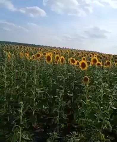 A video shows a wide field of sunflowers under a partly cloudy sky. The sunflowers are mostly facing the camera and are in various stages of bloom. The field appears to stretch as far as the eye can see.