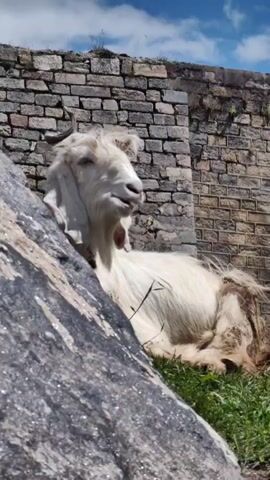 The video shows a close-up of a white goat lying on the grass next to a large rock. Behind the goat is a stone wall. The goat has horns and a shaggy coat. Its mouth is open, and it appears to be panting or bleating. The camera zooms in on the goat's face.