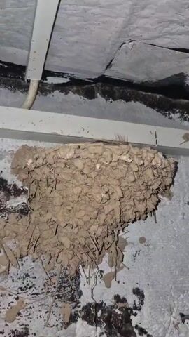 A bird's nest made of mud and straw is attached to a concrete ceiling and wall. The nest contains several small eggs and some downy feathers. The area appears to be an overhang, possibly under a bridge or an eave, with a white pipe visible in the upper left corner and a white metal beam running horizontally across the image.