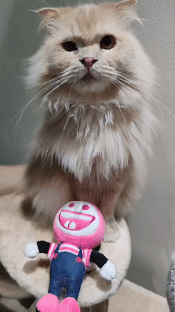 Dubai resident documents multiple cats playing at home early morning