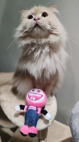 Dubai resident documents multiple cats playing at home early morning