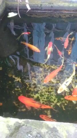 The video shows a pond filled with koi fish. The fish are of various colors including orange, white, and black. Some of the fish are swimming closer to the surface, while others are deeper in the water. The pond appears to be partially shaded, and there is some algae or plant growth visible on the bottom. A small waterfall is present in the upper right corner of the frame, where water is flowing into the pond. The water is slightly murky.