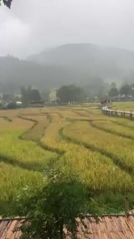 The video shows a landscape of a rice field during a light rain. The rice paddy is terraced, with a wooden walkway running across it. In the background are green, misty hills and scattered buildings. The rice is predominantly yellow, suggesting it's nearing harvest. The sky is overcast, contributing to the misty atmosphere. No distinct human actions are visible.