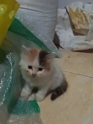 A fluffy, tri-colored kitten with white, brown, and orange markings sits on a tiled floor. The kitten is positioned next to a large, translucent green and yellow plastic bag. In the background, there are other bags or sacks, one appearing to be made of a rough, white material, and another with a patterned texture. The lighting is dim, suggesting an indoor environment. The kitten appears to be looking down and to the left of the frame.