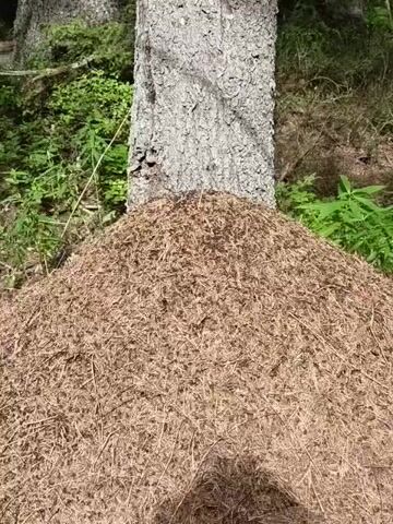 This is a close-up, slightly shaky video of a large ant hill built around the base of a tree. The ant hill is made of pine needles and appears to be teeming with ants. The background consists of lush green foliage and the rough bark of the tree. The lighting suggests it is daytime.