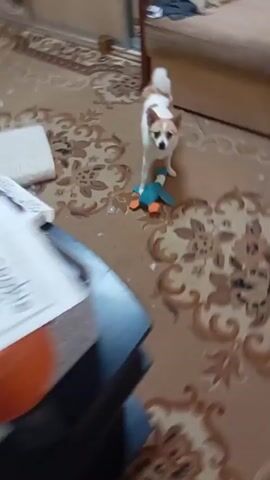 A small dog is on a patterned carpet. The dog is white with tan markings. It is holding a blue toy duck with orange feet and beak in its mouth. The dog drops the toy and looks around. The dog then picks up the toy again and walks away. There is a white cushion on the floor to the left of the dog. The carpet has a floral pattern.