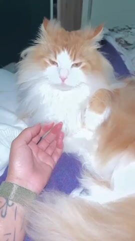 A person's hand gently pets a fluffy orange and white cat that is lying down. The cat's eyes are mostly closed. The cat is on a bed with a purple blanket and white sheets. The person is wearing a watch on their left wrist. The scene is indoors.