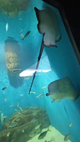 A stingray swims along the side of a large aquarium tank, which is filled with clear blue water. Small fish swim in schools in the background.