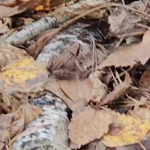 A frog is camouflaged amongst fallen leaves and a birch log.