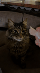 Three cats observed in home settings over 13 minutes