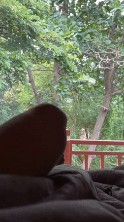 Squirrel spotted from a Ko Samui balcony on a slow morning