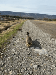 Tabby cat befriends person on rural Russian gravel path